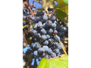 Grapes on farmland in Van Buren County, Michigan - LAND AUCTION - 300+/- ACRES SPECIALTY CROP - GRAPES AND HOPS - OFFERED IN 8 TRACTS IN VAN BUREN COUNTY, MICHIGAN